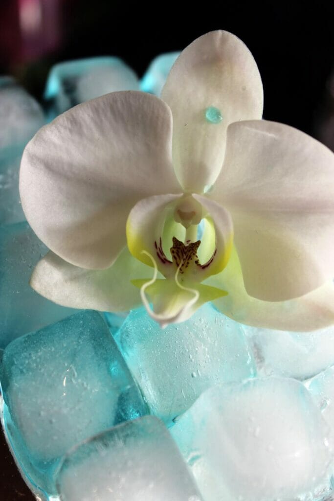 Peut-on arroser les orchidées avec des glaçons ?