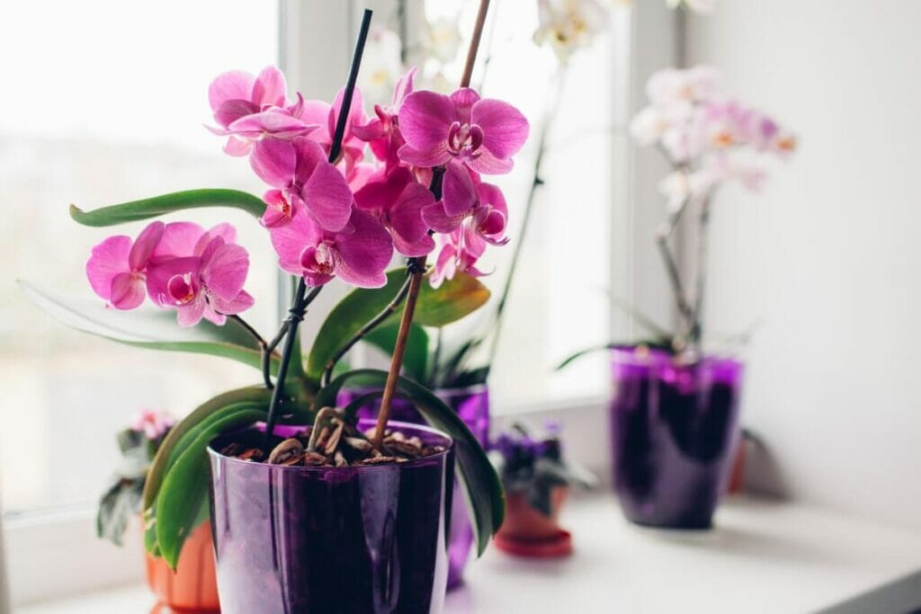 Faut-il arroser son orchidée avec des glaçons ?