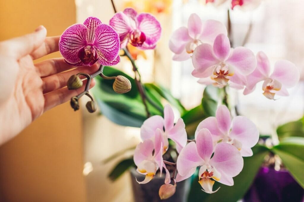 Conseils pour la culture d'orchidées en intérieur