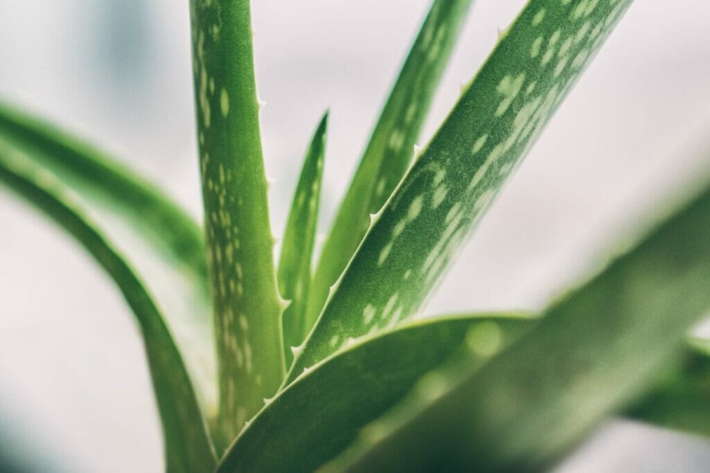 Températures chaudes