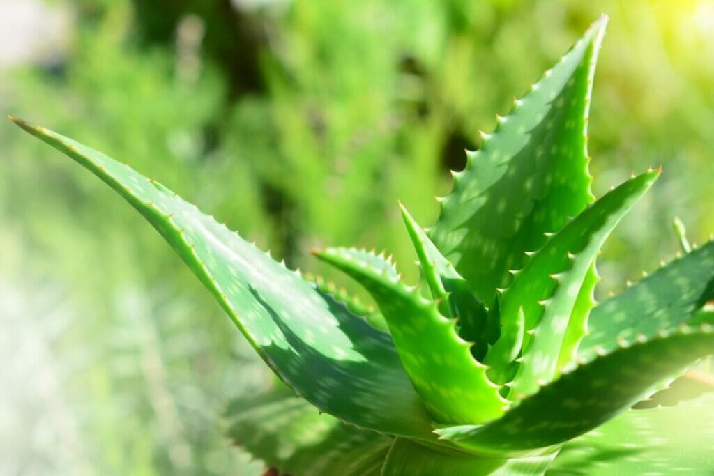 Trop de lumière directe