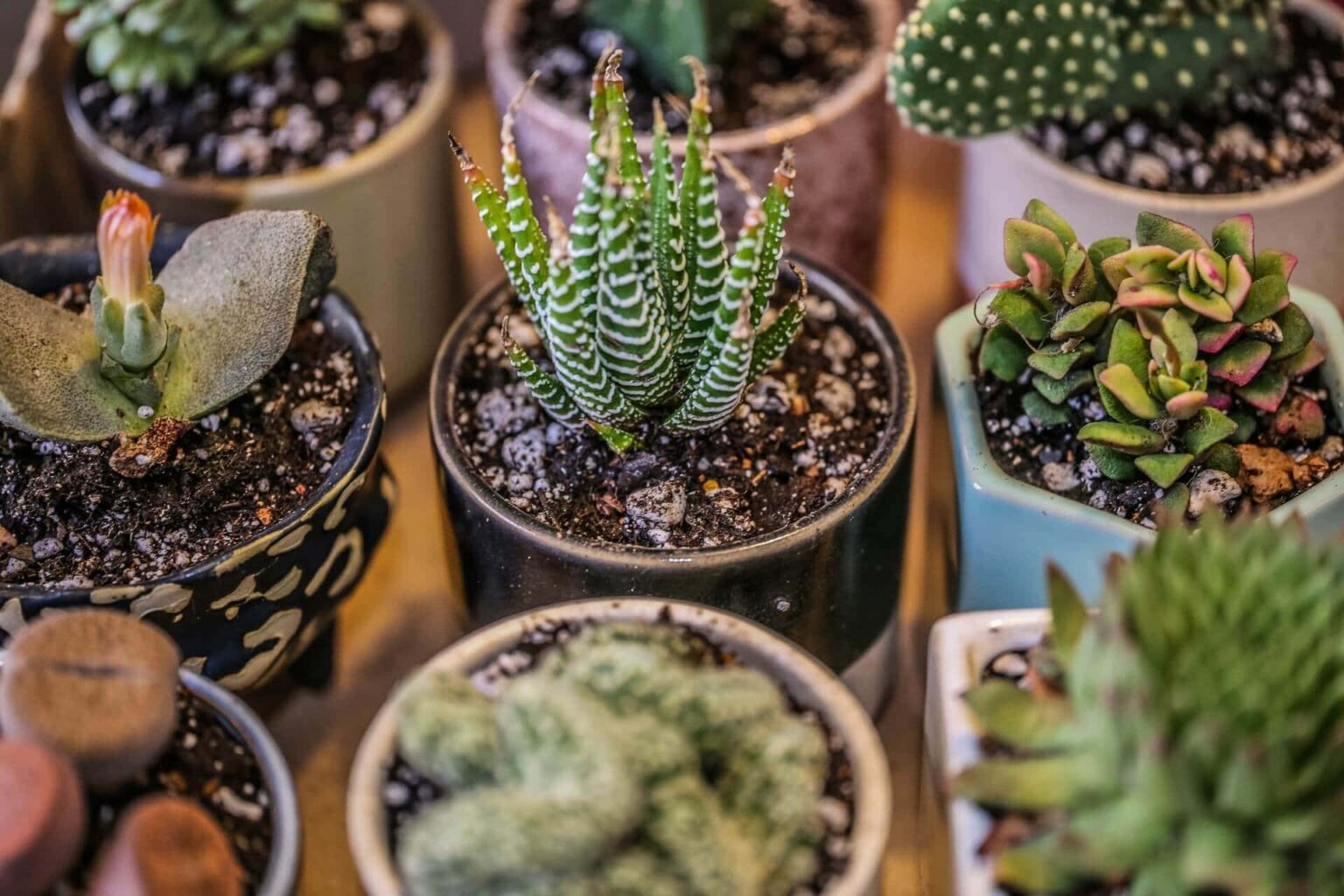 Cactus et plantes succulentes rustiques : nos conseils de culture !