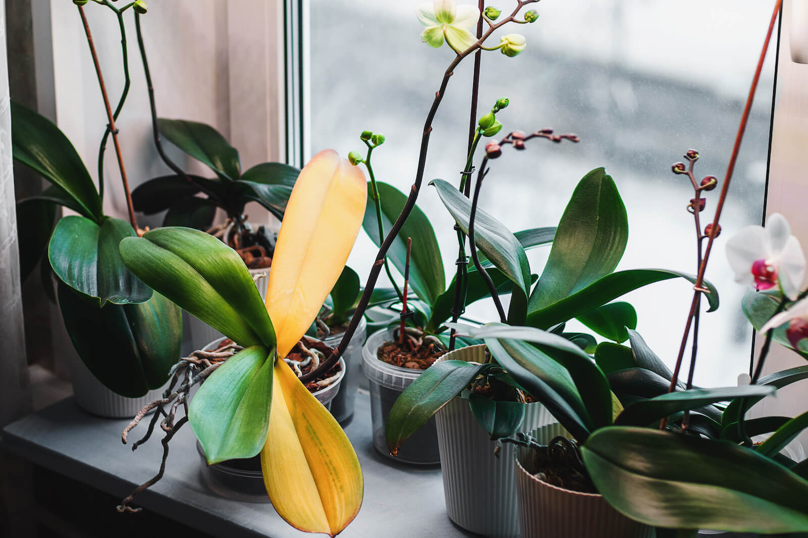 Jaunissement Des Feuilles Plantes D Intérieur www.nostrodomus.fr