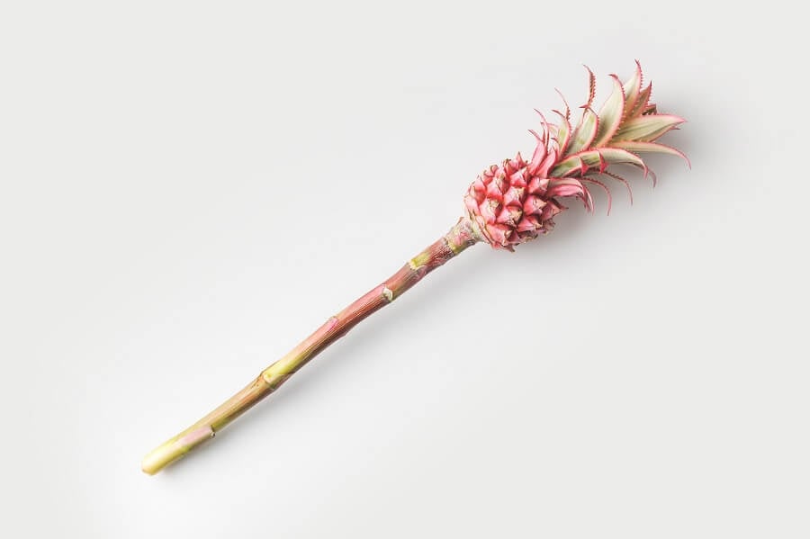 Comment propager un plant d'ananas