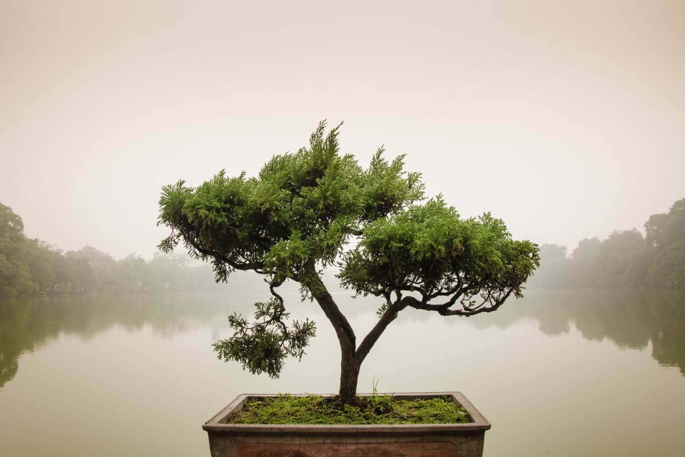 Le Bonzaï, ce merveilleux petit arbre et sa symbolique - Autant