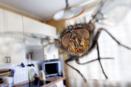 L'astuce ultime pour une maison sans mouches