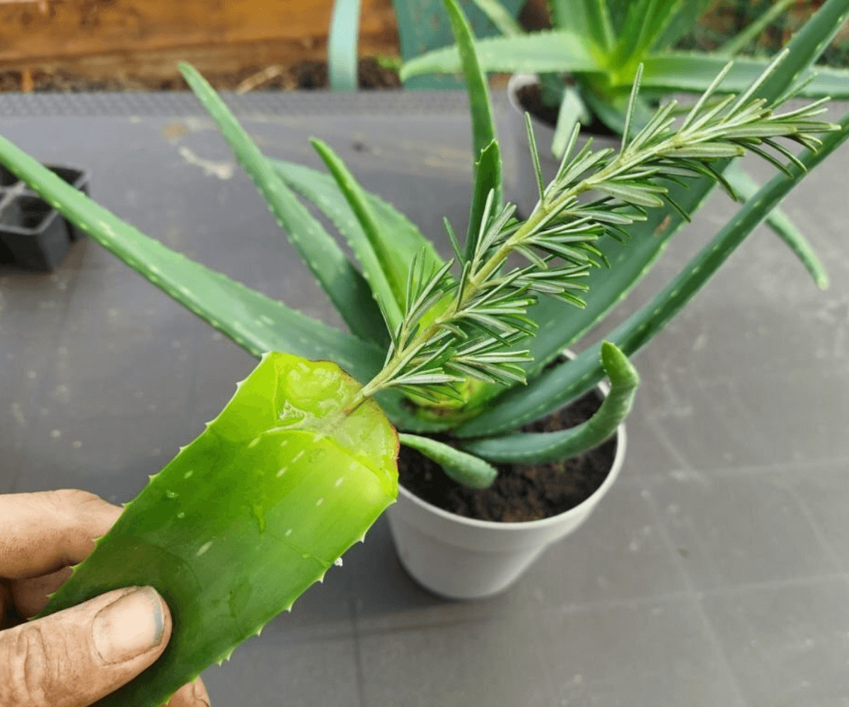 Pourquoi bouturer l'Aloe Vera : Multiplier cette plante facilement