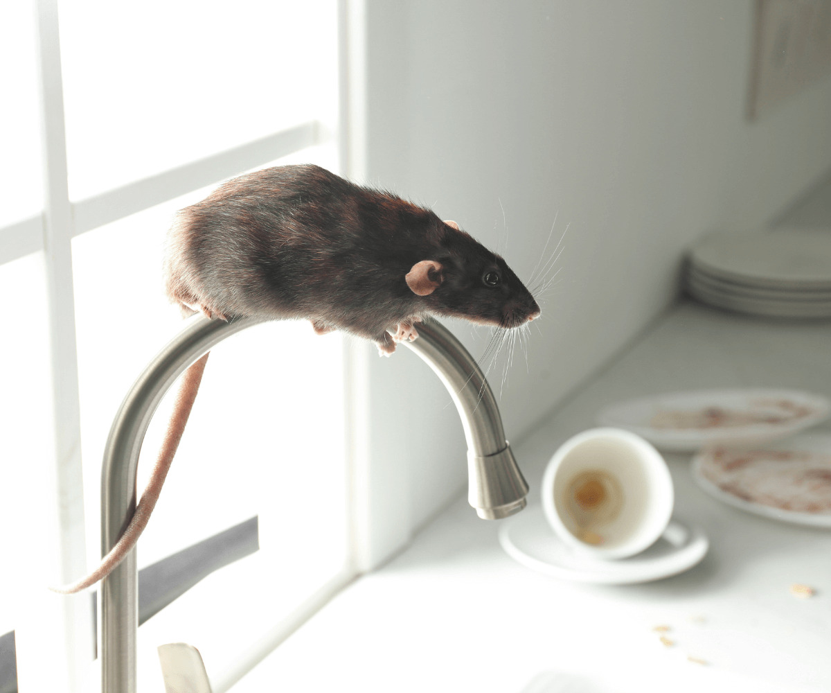 13 façons efficaces de chasser les mulots de votre maison