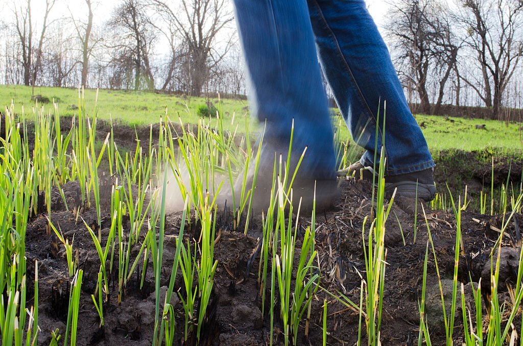  Le choix du bon engrais pour revitaliser une pelouse brûlée.