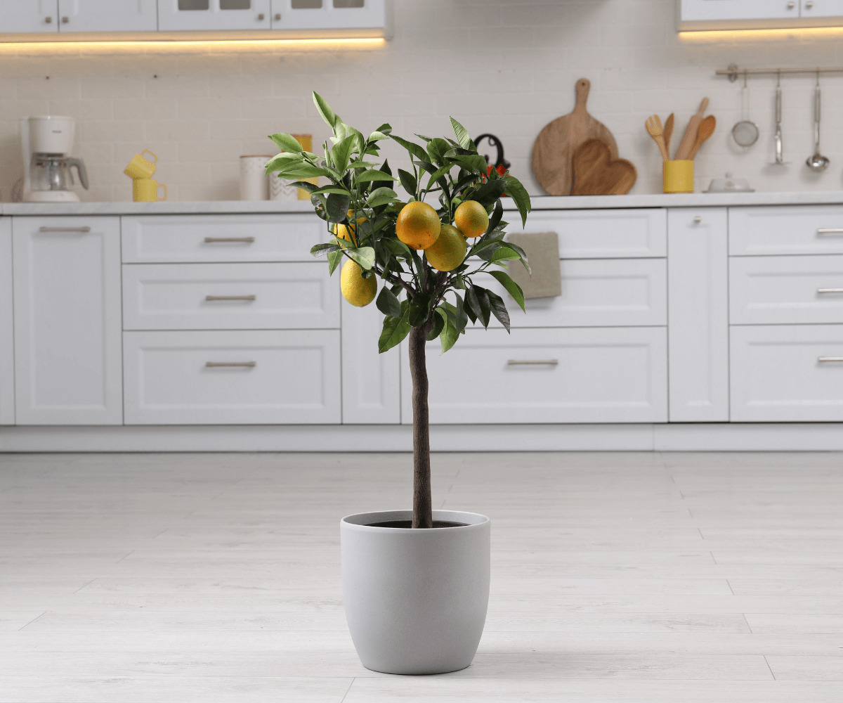 Le citronnier : Parfait pour la culture en pot