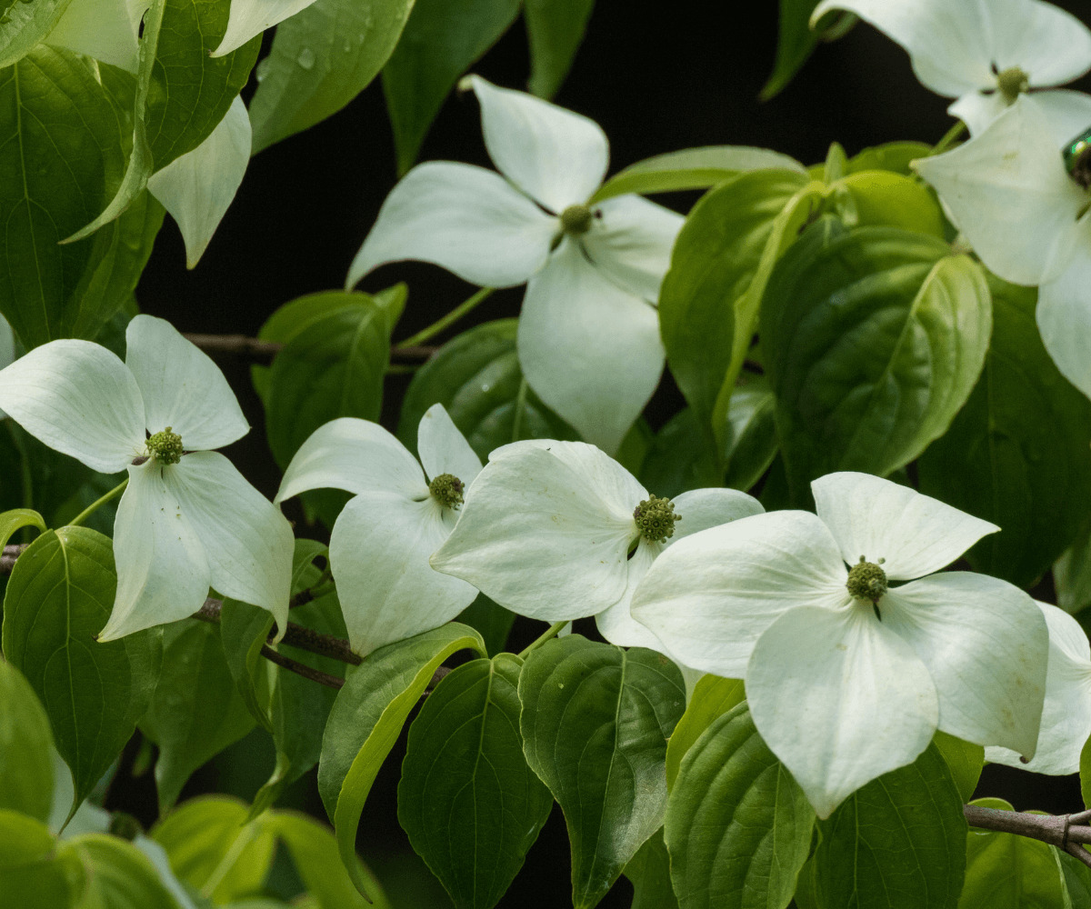 Cornus kousa en pot : Un choix idéal pour la culture en conteneur