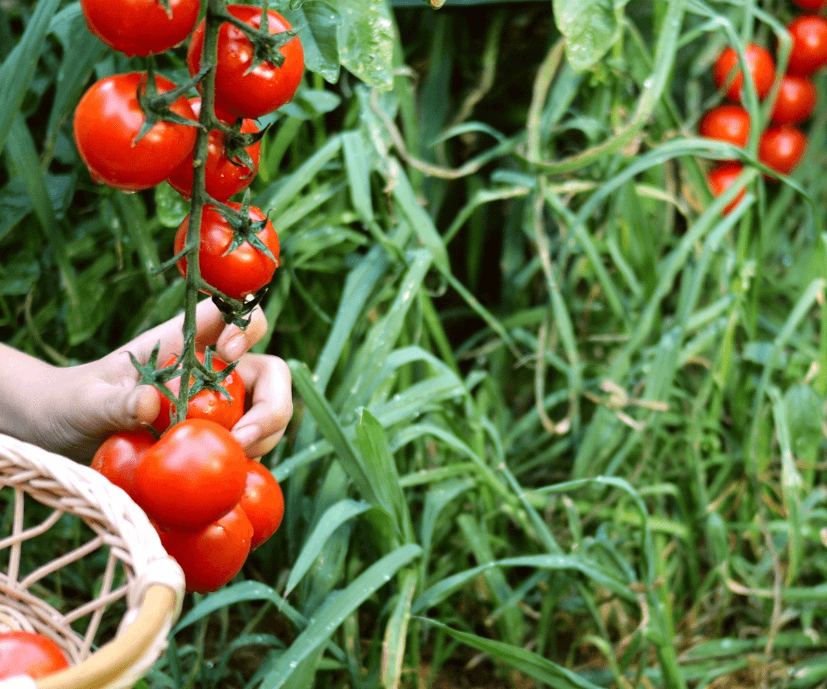 Comment bien cultiver des tomates : Astuces de jardinage