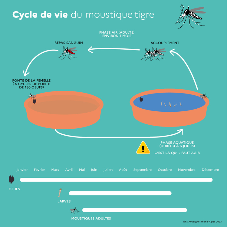 Carte présentant le cycle de vie du moustique Tigre