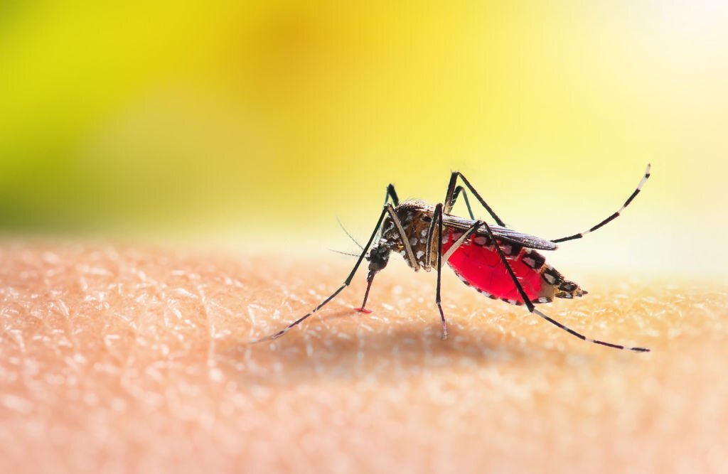 Éliminer les moustiques pendant la canicule : le guide de l'entomologiste.