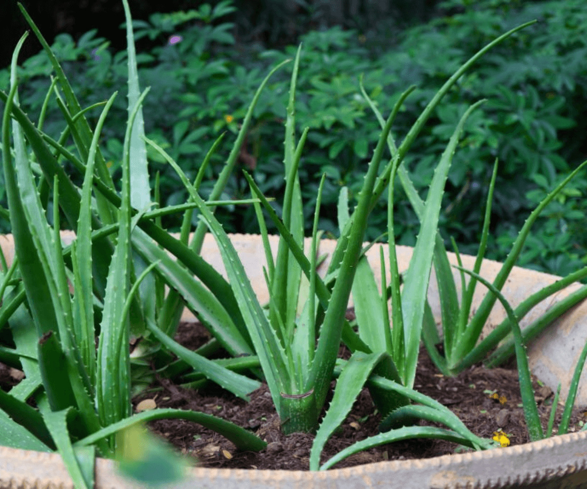 Les étapes pour bouturer l'Aloe Vera : Réalisez des propagations réussies