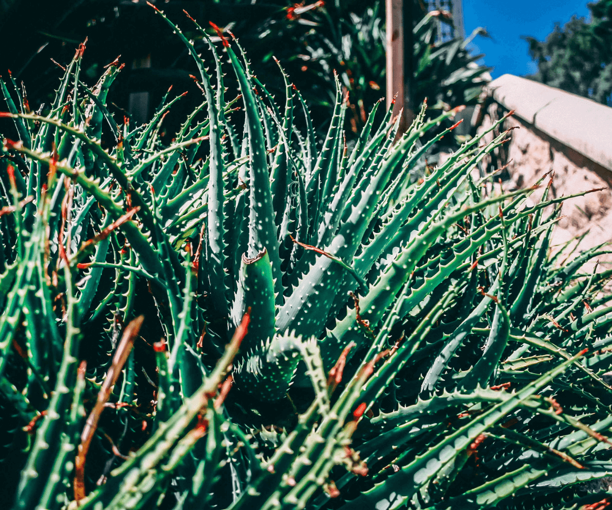 L'exposition directe au soleil de l'Aloe Vera : Un risque pour la plante