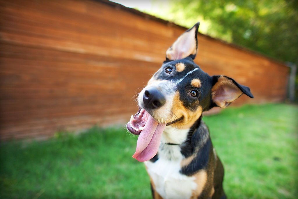 Les expressions faciales des chiens.
