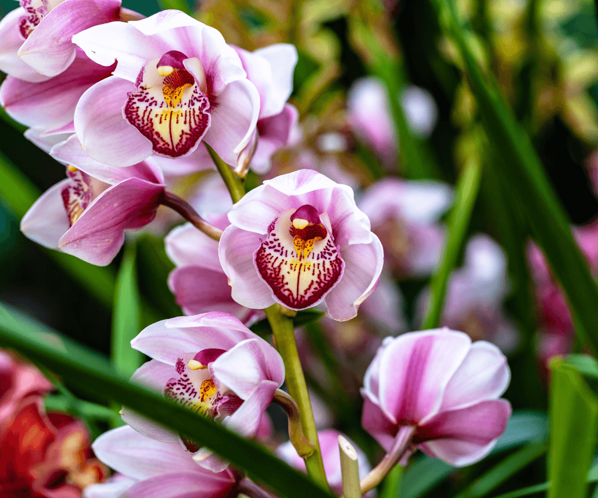 Le meilleur moment pour planter des orchidées en plein air : Conseils de jardinage