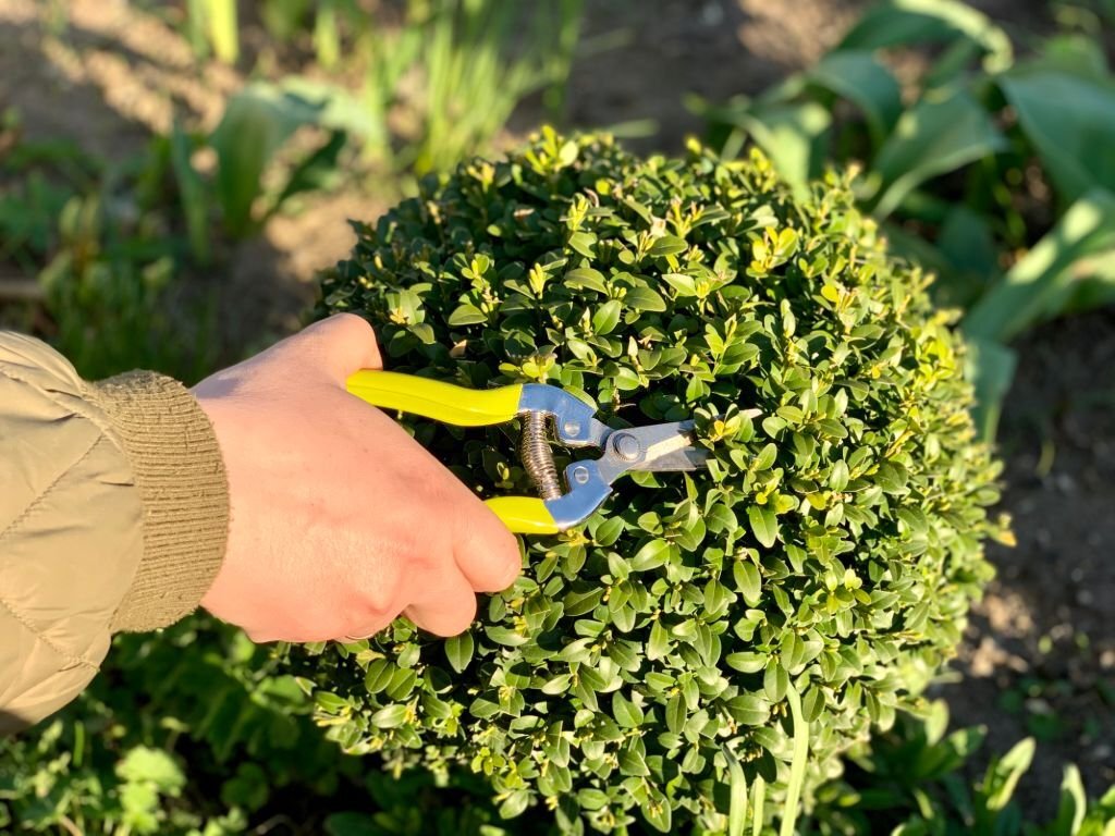 Ne pas tailler ses plantes juste après une vague de canicule.