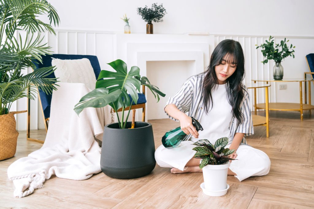 Des plantes vertes dans des pots en terre cuite placés dans une pièce pour absorber l'humidité.