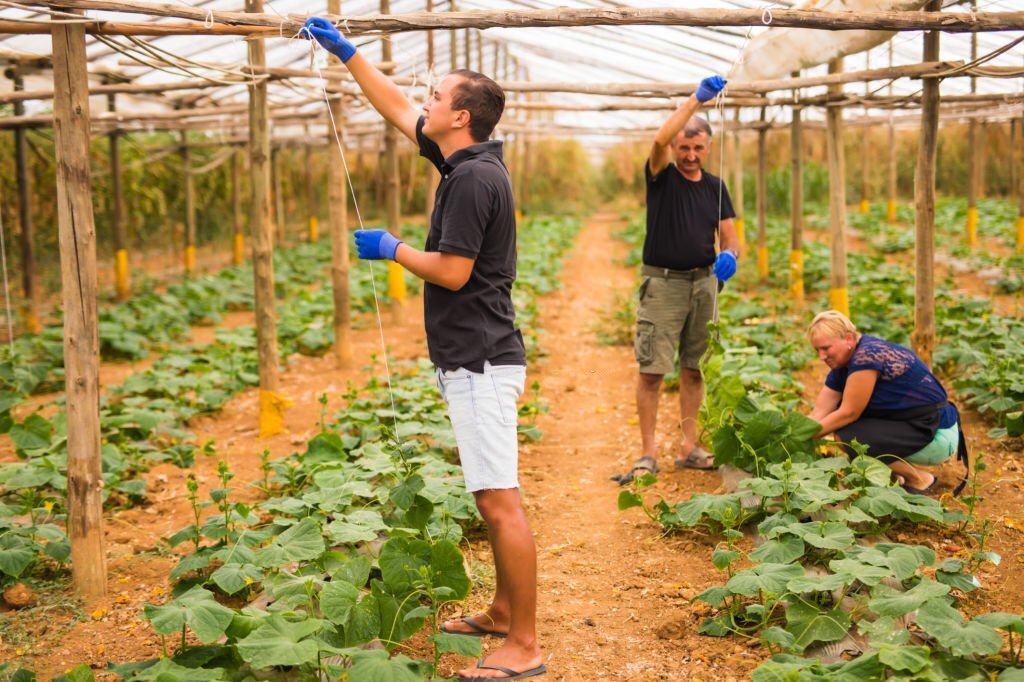 Comment ressusciter vos plantes post-canicule : le guide du botaniste.
