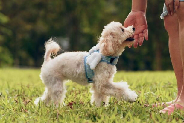 Comprendre les signaux de votre chien : un éthologue explique