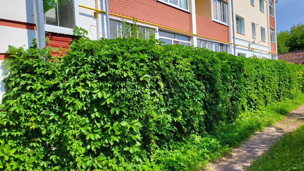 Une personne taillant des arbustes près des fenêtres pour renforcer la sécurité de la maison.