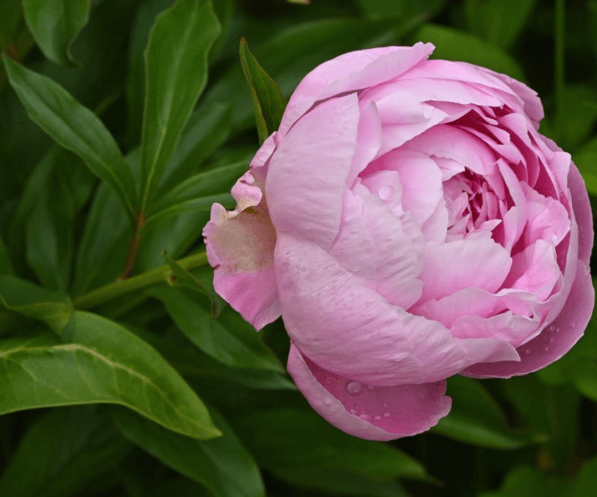 Comment tailler vos pivoines pour des fleurs luxuriantes : Astuces de jardinage