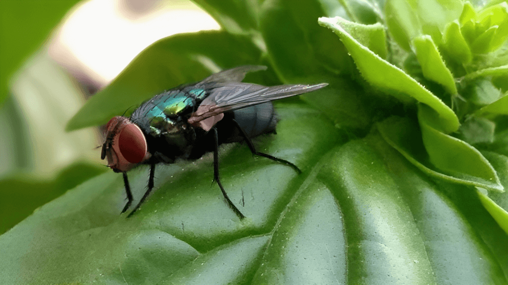 Utilisation du basilic contre les mouches : Astuce naturelle