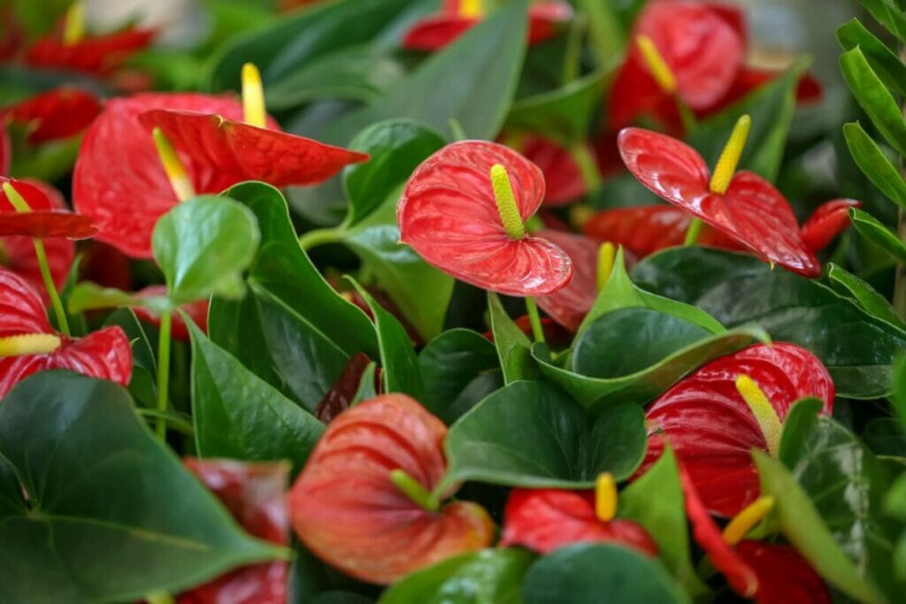 Signes que votre Anthurium ne reçoit pas assez de lumière