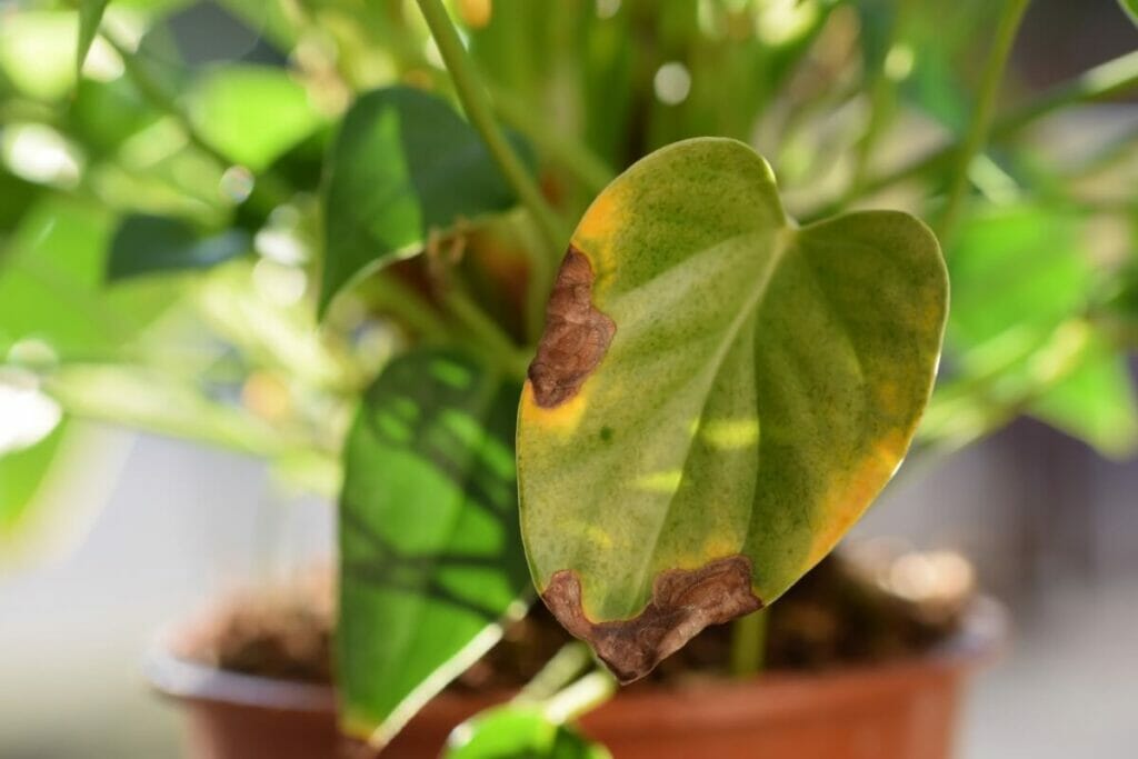 Comment, quand et où tailler les Anthuriums ?