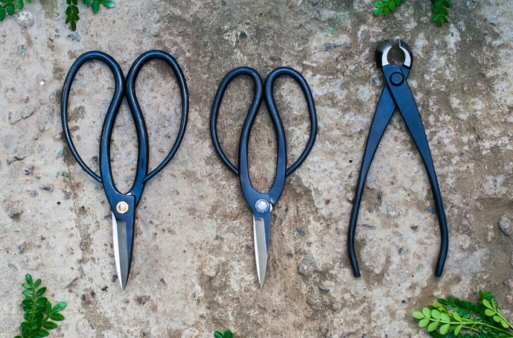 Quels sont les outils indispensables à la taille des Anthuriums ?