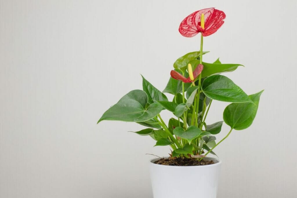 Comment façonner les anthuriums ?