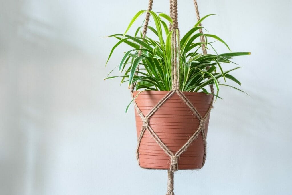 À quelle fréquence les plantes araignées doivent-elles être rempotées ?