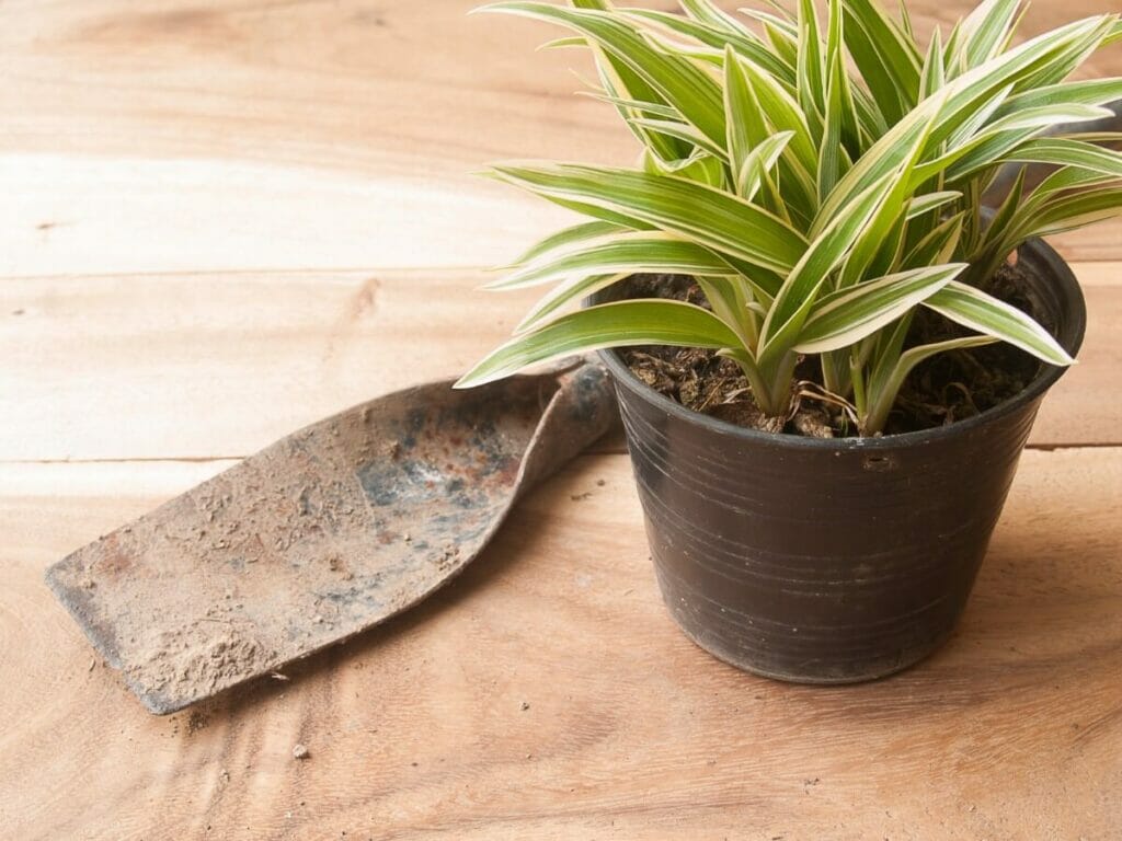 Le meilleur mélange de terre pour le rempotage des plantes araignées