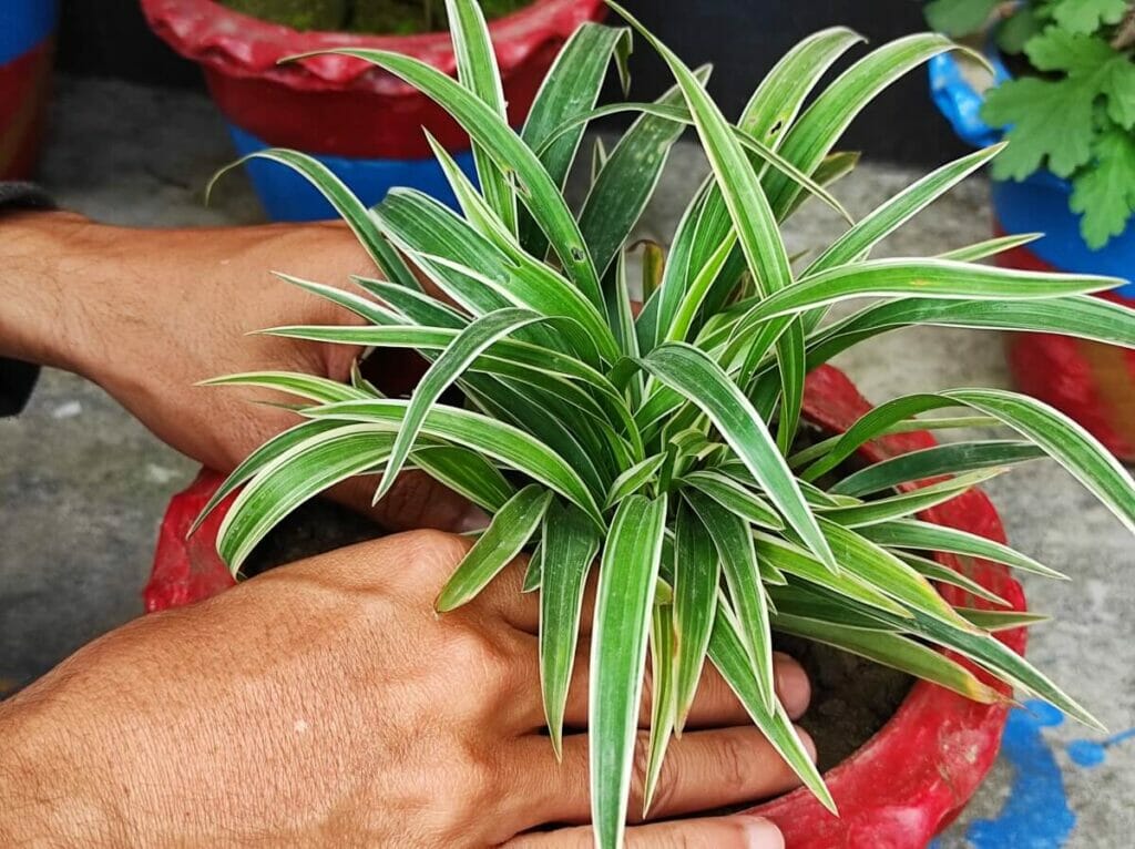 Comment rempoter votre plante araignée