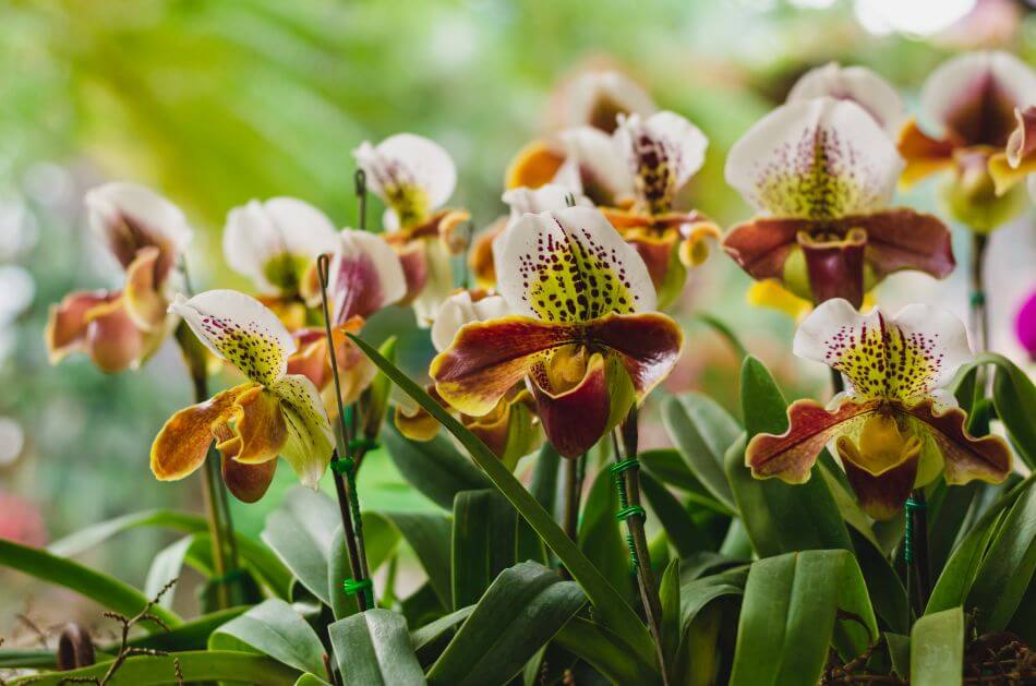 Comment et où poussent les orchidées dans leur habitat naturel ?