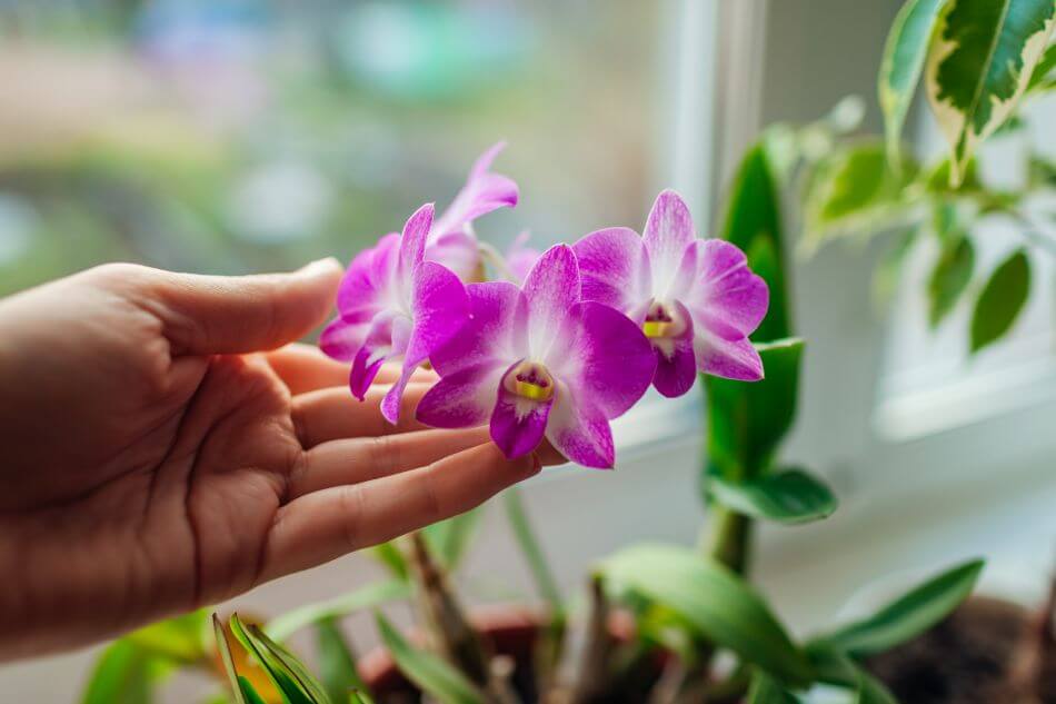 Toutes les orchidées ont-elles besoin du même terreau ?