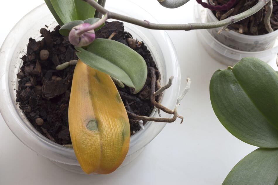 Signes courants de l'utilisation d'un mauvais mélange de terre pour les orchidées