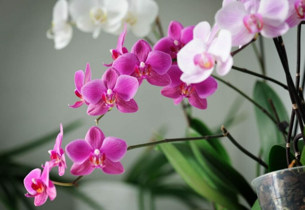 Quand et à quelle fréquence devez-vous fertiliser une plante d'orchidée ? 