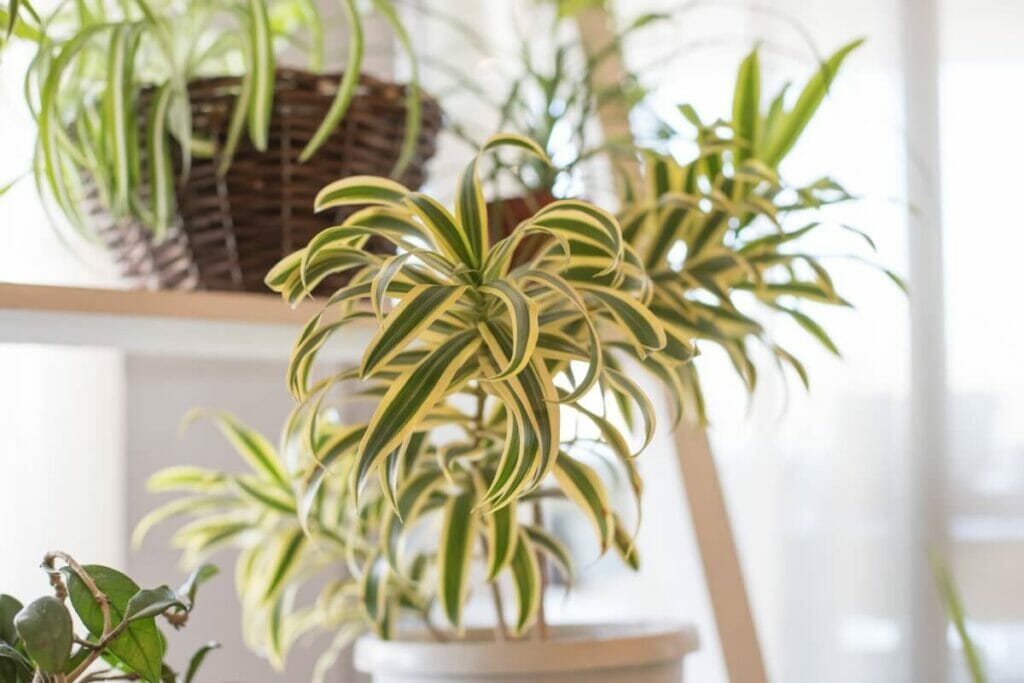Quelle est la meilleure période de l'année pour tailler une plante-araignée ?