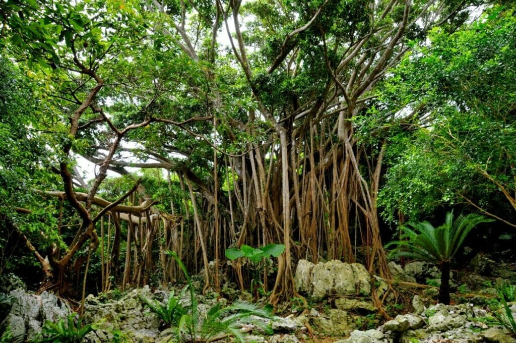 Conditions d'éclairage typiques du Ficus Ginseng dans son habitat d'origine