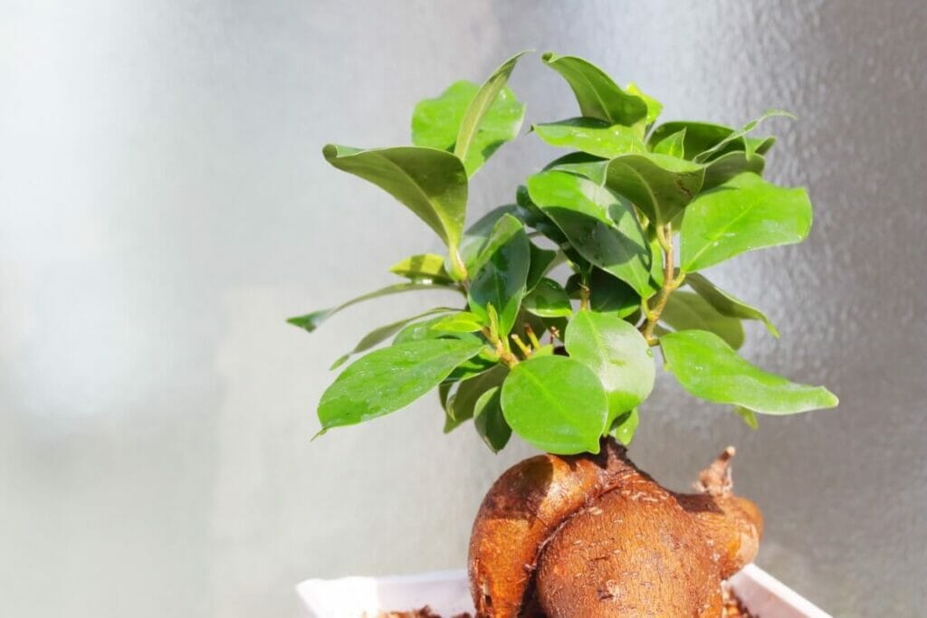 La meilleure exposition à la lumière pour le Ficus Ginseng en intérieur