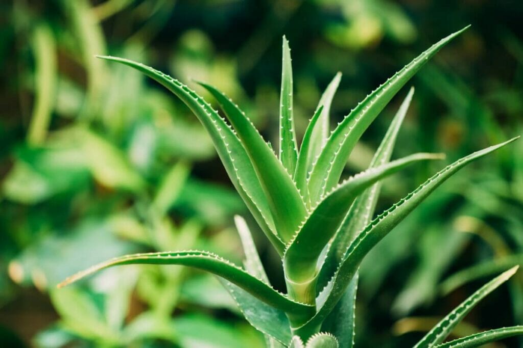 Conditions d'éclairage typiques pour les plantes d'aloès dans leur habitat d'origine