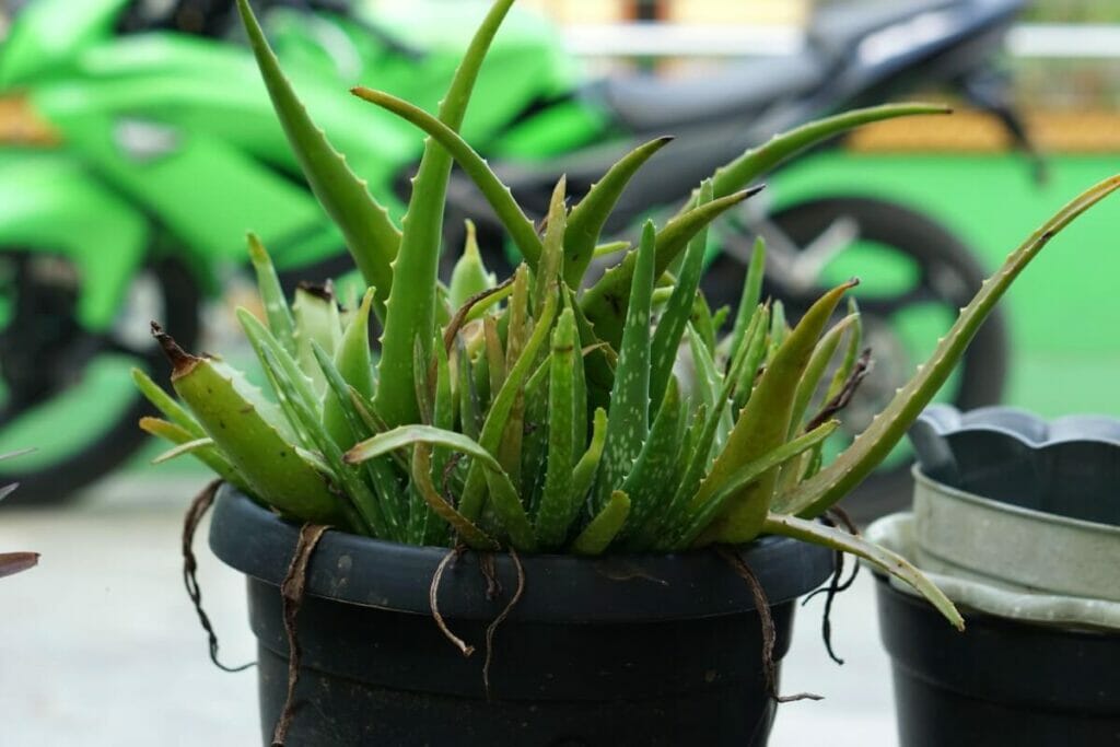 Les feuilles d'aloès peuvent jaunir en raison des basses températures