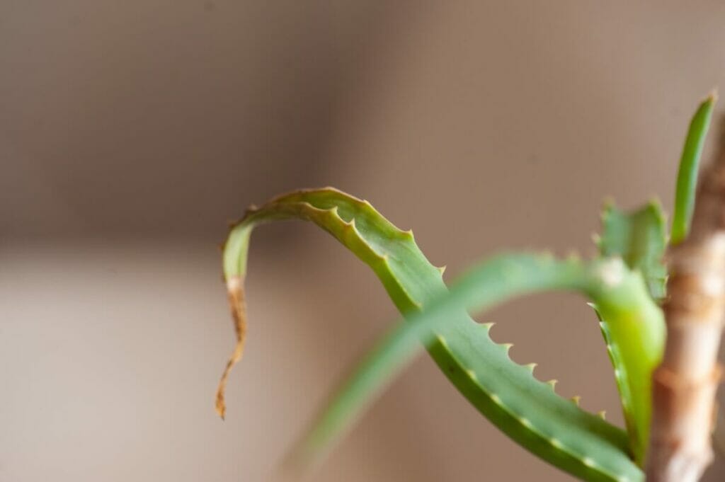 Comment réparer les feuilles jaunes d'une plante d'aloès