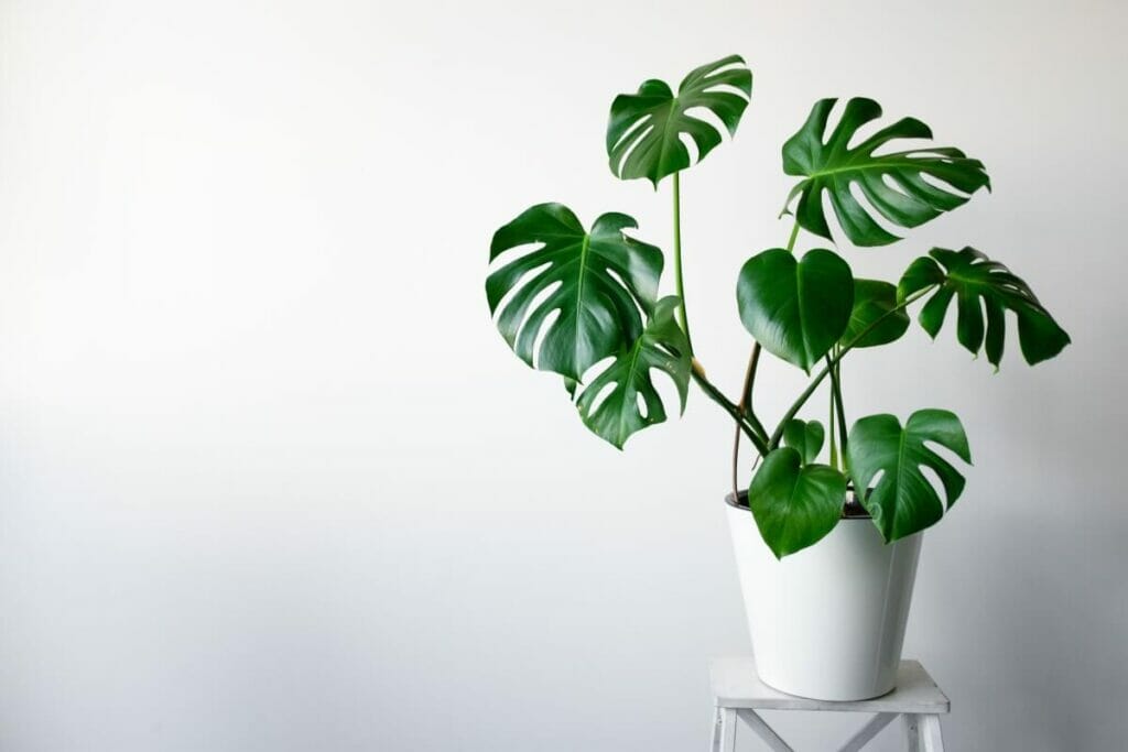 Comment réparer une plante de monstera tombante