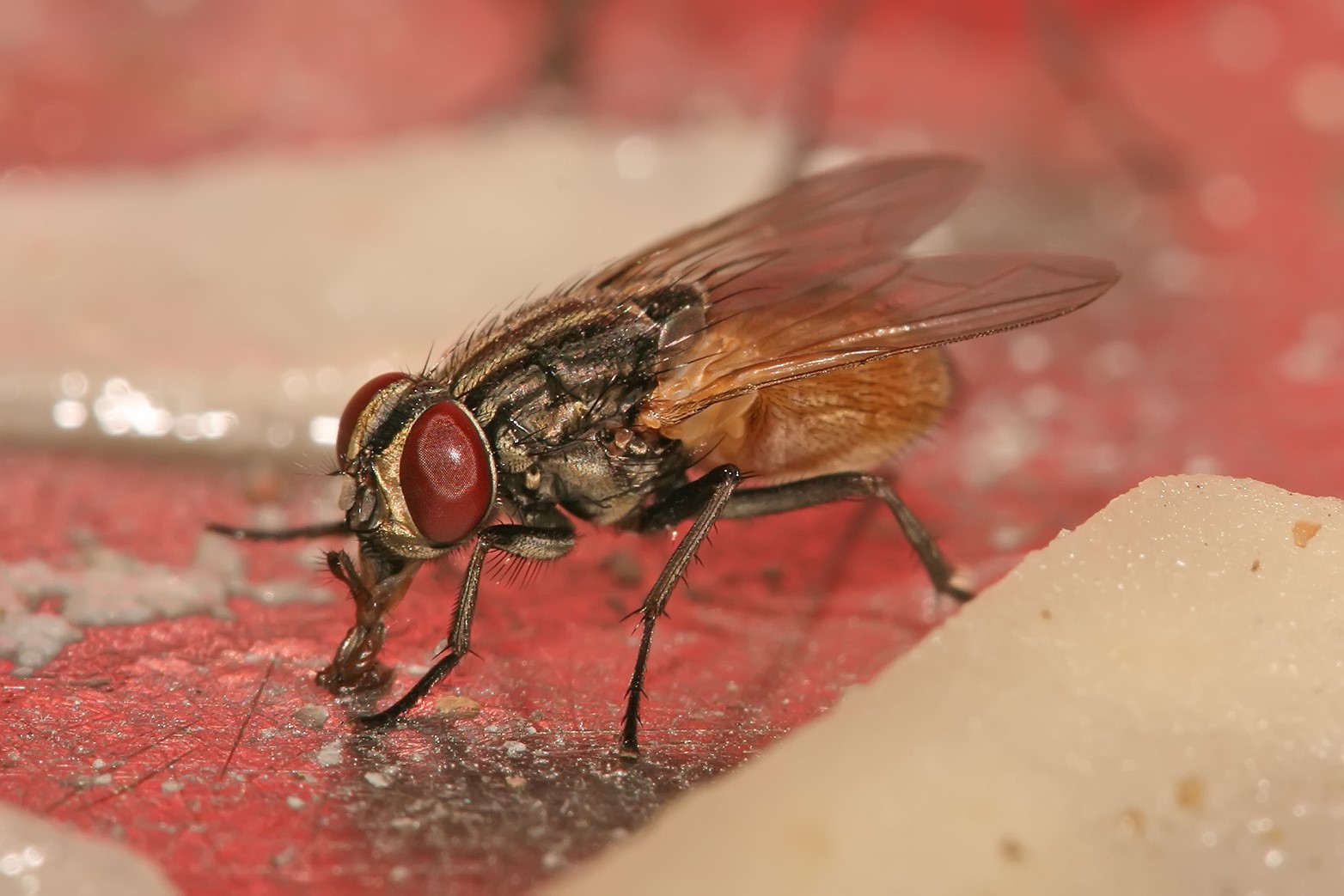 Nid de mouche : comment le trouver et s’en débarrasser efficacement ?