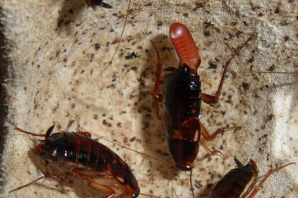 blatte orientale