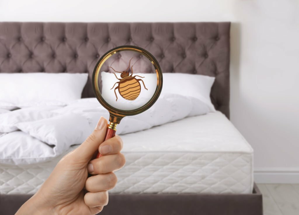 Comment éliminer les punaises de lit : Conseils et méthodes efficaces